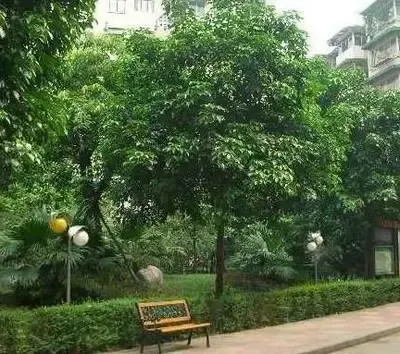 整租·菊园 3室2厅 东/西