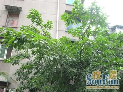 德盛路75号院2室1厅1卫东南朝向1800.00元/月出租