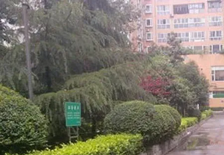 马鞍北路51号院3室1厅1卫西南朝向1800.00元/月出租