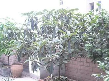 府河名居2室1厅1卫东朝向3000.00元/月出租