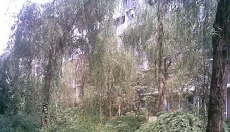 西屠场街小区3室1厅1卫东南朝向2000.00元/月出租