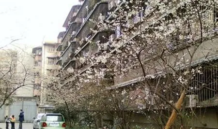 东珠市街28号院3室1厅1卫东朝向3000.00元/月出租