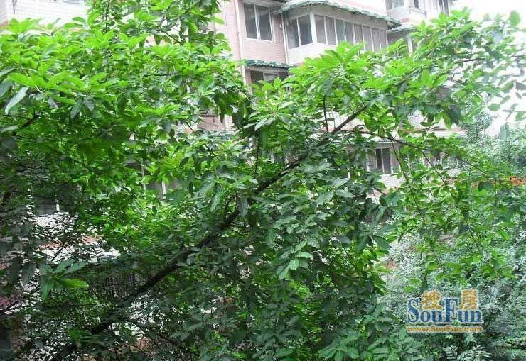 省新闻出版局宿舍3室2厅2卫东南朝向2900.00元/月出租