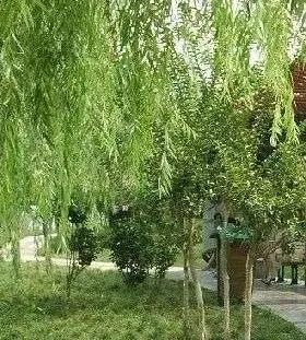 电业局宿舍2室1厅1卫东南朝向2900.00元/月出租