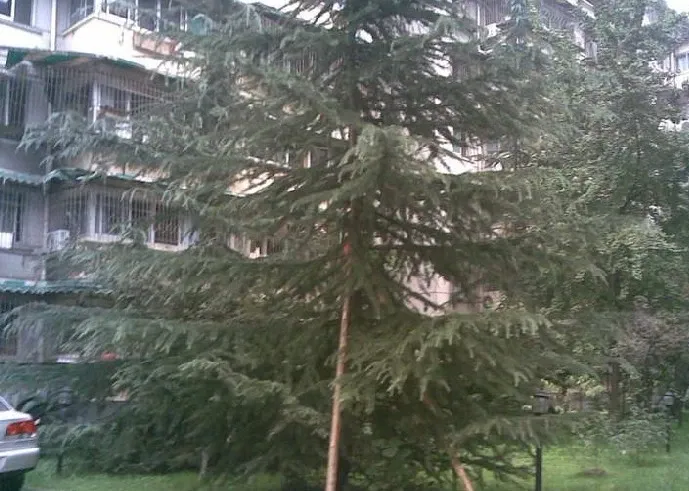 圃园南一路2号院3室1厅1卫南朝向2200.00元/月出租