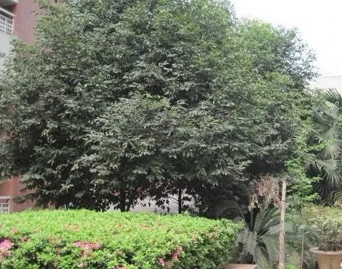 督院府邸3室1厅2卫西北朝向5800.00元/月出租