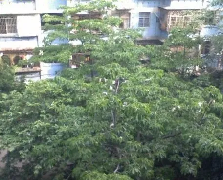 松鹤小区2室1厅1卫南朝向1800.00元/月出租