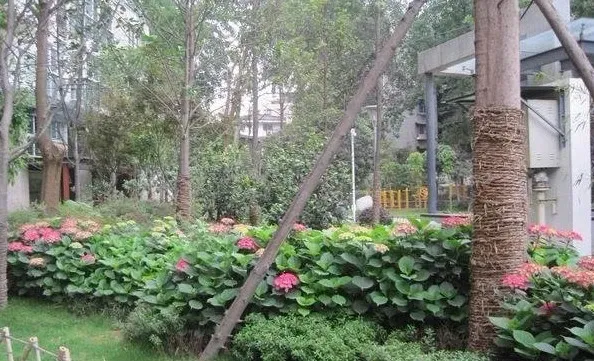 整租·金房星座 3室1厅 东南