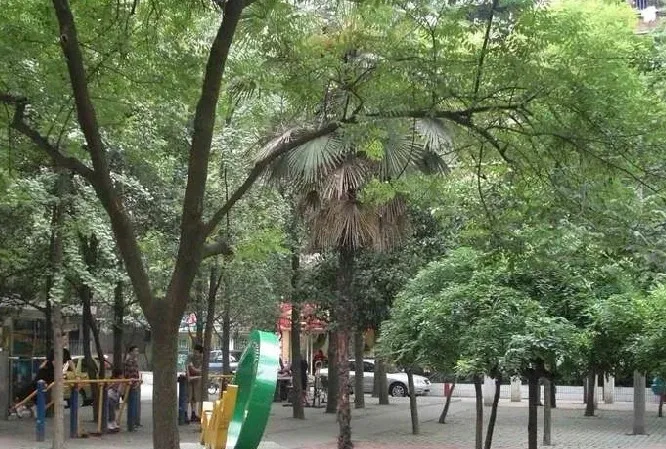 抚琴西南街45号院1室1卫南北朝向1000.00元/月出租