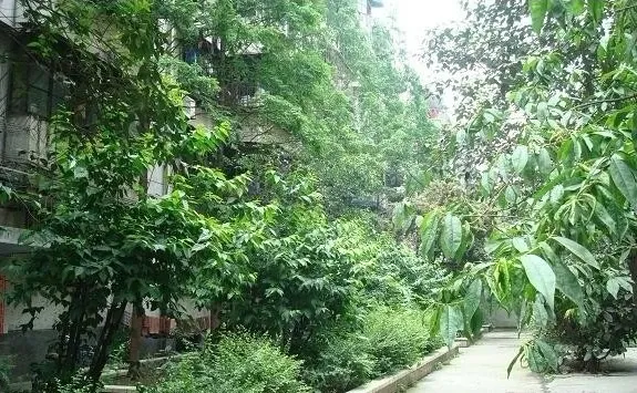 一环路北四段207号院2室1厅1卫南朝向1650.00元/月出租