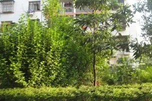 水仙坊2室2厅1卫南朝向1580.00元/月出租