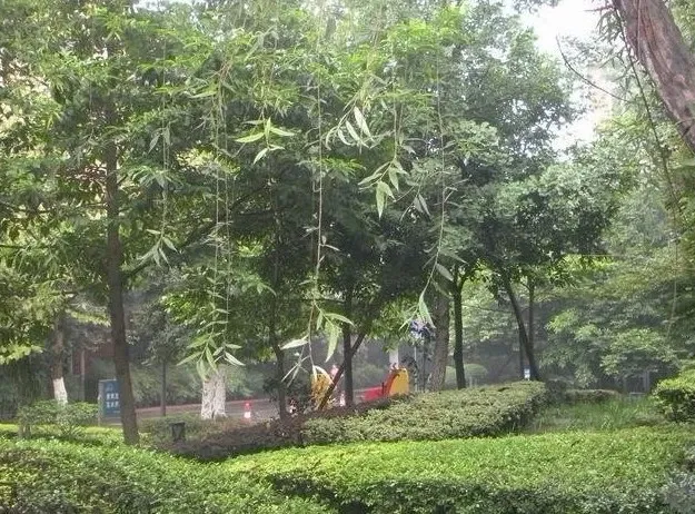 康河郦景二期3室1厅2卫南朝向3800.00元/月出租