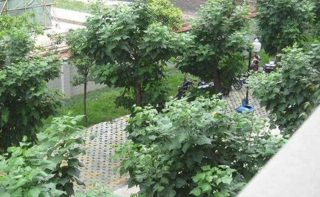 成华水岸雅居2室1厅1卫东南朝向2300.00元/月出租