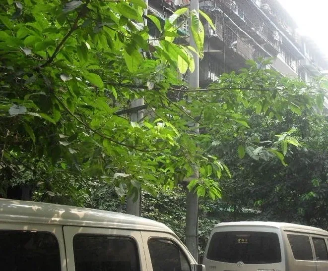 公交公司宿舍2室1厅1卫东南朝向1500.00元/月出租