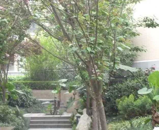 中海国际林汀别墅5室2厅4卫东南朝向15000.00元/月出租