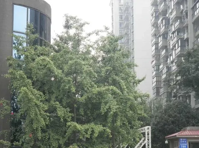 中铁双龙湾2室1厅1卫东南朝向2400.00元/月出租