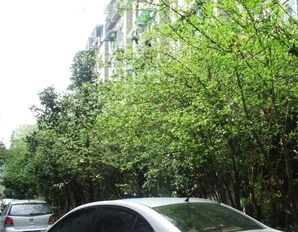 浣花北路1号院1室1厅1卫东南朝向2500.00元/月出租