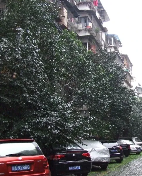 青华北二街6号院1室1厅1卫南朝向1800.00元/月出租