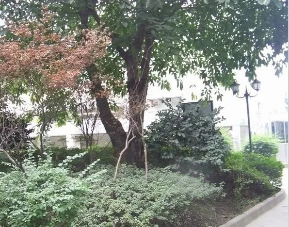 整租·九里西苑C区3室2厅