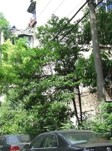 五冶宿舍2室1厅1卫南北朝向2200.00元/月出租