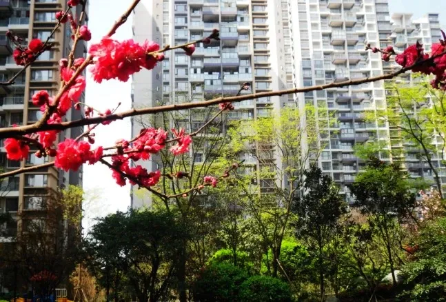 上锦颐园二期2室2厅1卫东南朝向1800.00元/月出租