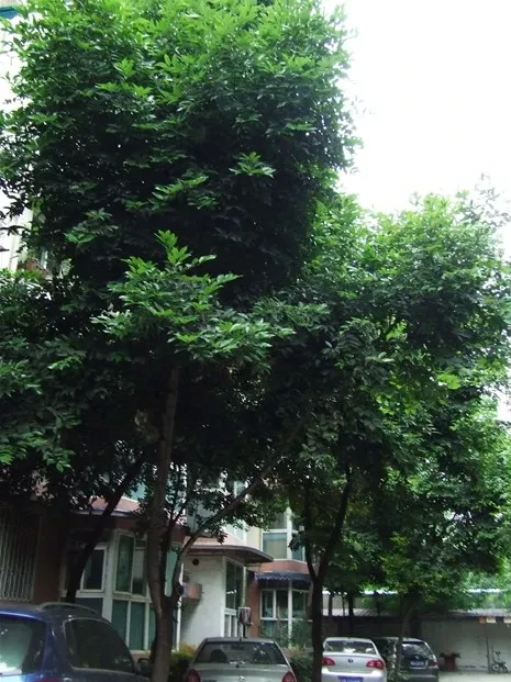 整租·金茂苑(锦江)3室1厅