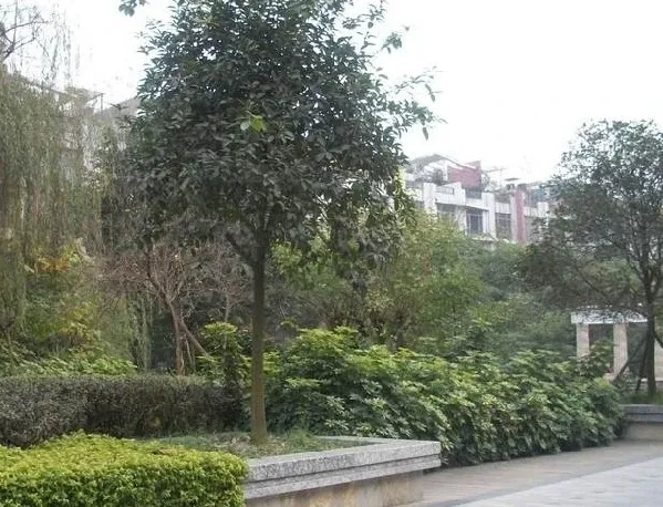 森宇音乐花园2室1厅1卫东南朝向1600.00元/月出租