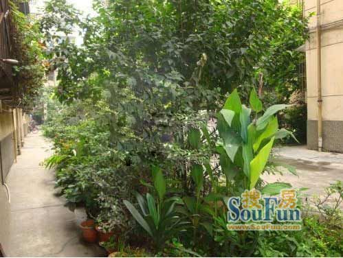 紫荆蜜城1室1卫南朝向1900.00元/月出租