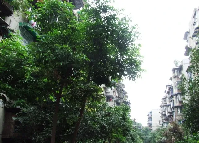 百花西路23号院2室1厅1卫南朝向2100.00元/月出租