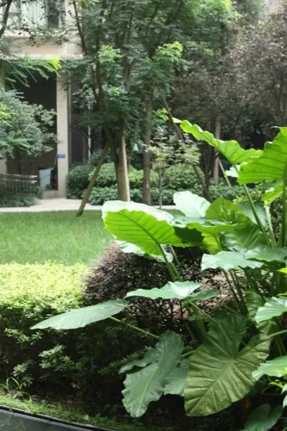 龙湖三千里3室1厅1卫东南朝向2950.00元/月出租