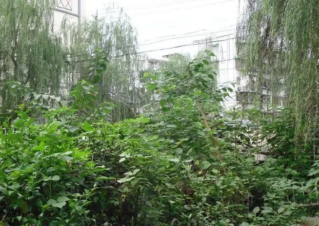 整租·通锦桥路176号 3室2厅 南