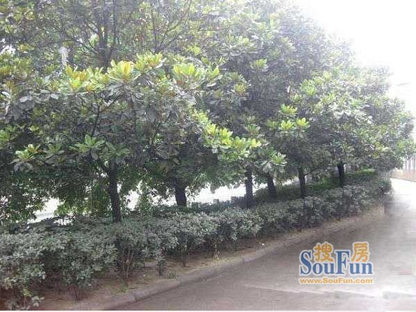 上河居2室1厅1卫东南朝向2600.00元/月出租