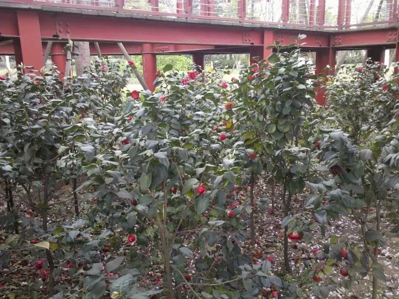 整租·西城尚锦 3室2厅 南