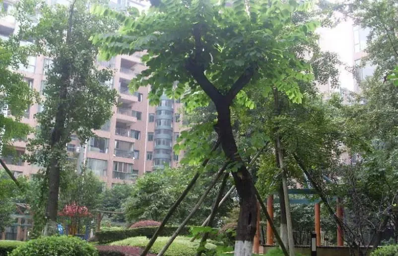 水漪袅铜2室2厅1卫南朝向3600.00元/月出租