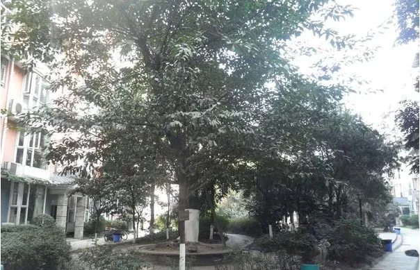 兴元嘉园1室1厅1卫南朝向1580.00元/月出租