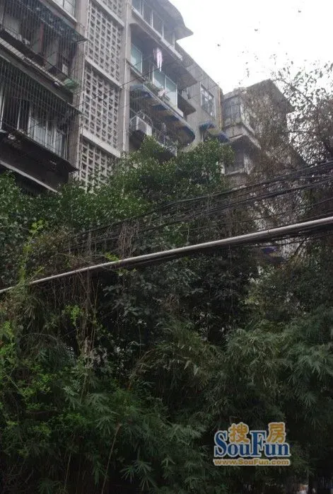 红光一区3室1厅1卫南朝向2450.00元/月出租