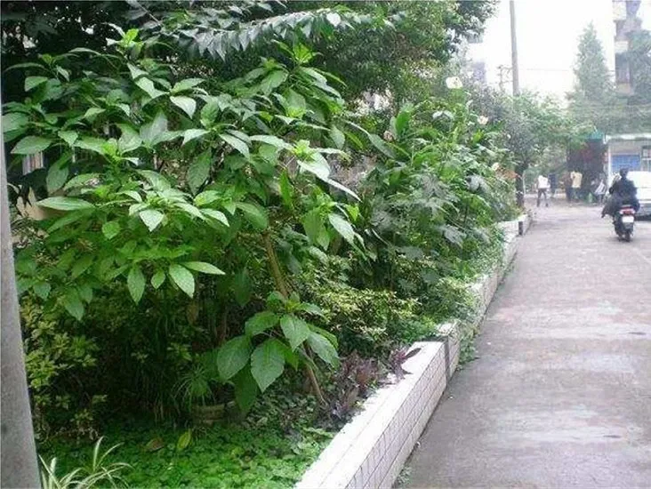 嘉好怡苑1室1厅1卫东南朝向1900.00元/月出租