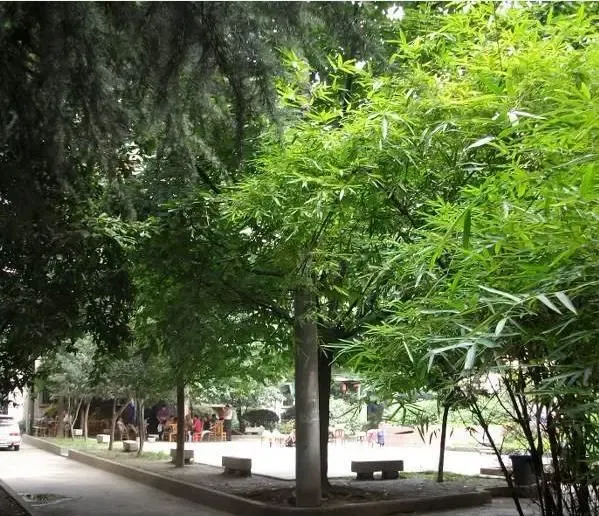 沙湾邮局宿舍3室2厅1卫西南朝向1900.00元/月出租