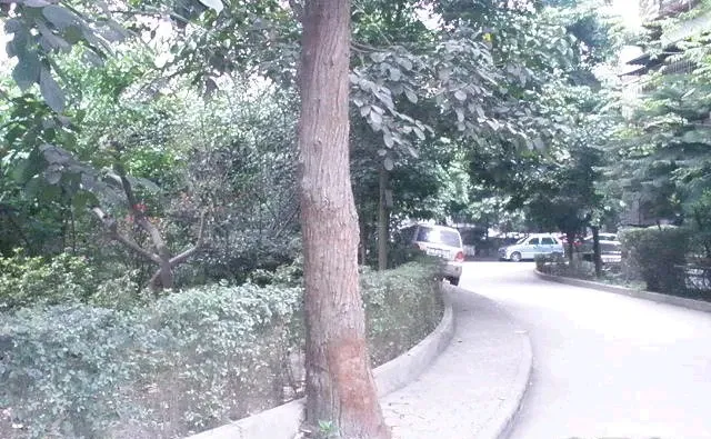 红花教师苑3室2厅1卫东南朝向2500.00元/月出租