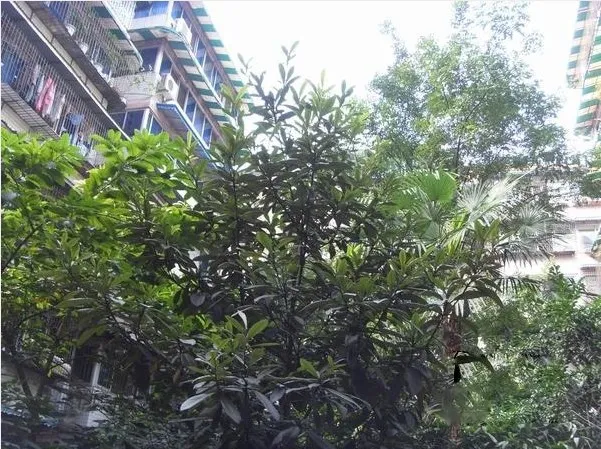 燃灯寺北街63号 2室 2厅 103.22平米