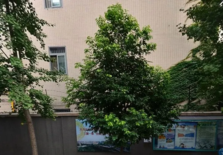 滨江中路1号院3室1厅1卫东朝向3500.00元/月出租