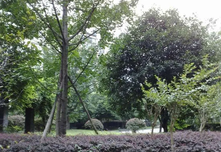 金沙芙蓉苑4室2厅2卫东北朝向5000.00元/月出租