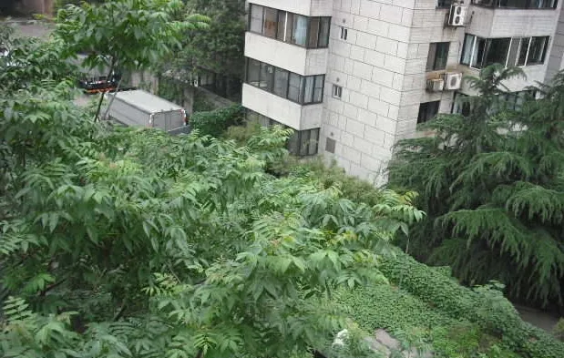棕南戊区2室1厅1卫南北朝向2600.00元/月出租