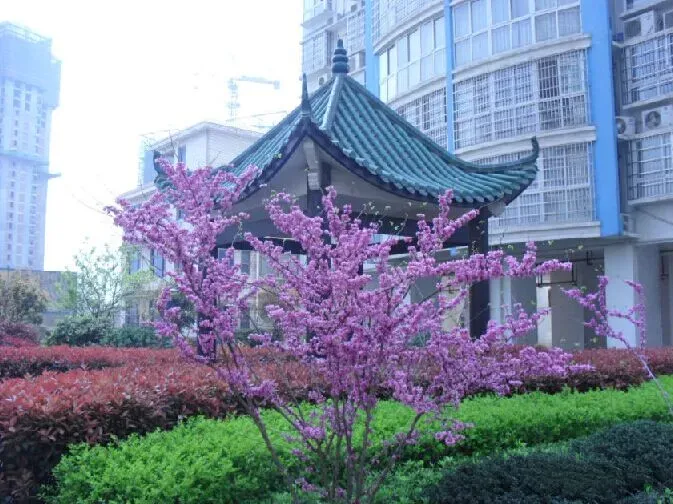 香河公寓2室2厅2卫南北朝向2200.00元/月出租