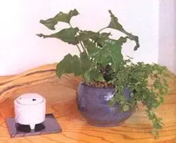 家中的植栽也要慎选。不要种细长叶片的植物,这样主人易惹口舌纠纷。蕨类和葛藤类的植物最好也不要种,此类植物较阴,若长得茂盛,家中易招惹“不干净”的东西。 家中的植栽也要慎选。不要种细长叶片的植物,这样主人易惹口舌纠纷。蕨类和葛藤类的植物最好也不要种,此类植物较阴,若长得茂盛,家中易招惹“不干净”的东西。 家中的植栽也要慎选。不要种细长叶片的植物,这样主人易惹口舌纠纷。蕨类和葛藤类的植物最好也不要种,此类植物较阴,若长得茂盛,家中易招惹“不干净”的东西。 家中的植栽也要慎选。不要种细长叶片的植物,这样主人易惹口舌纠纷。蕨类和葛藤类的植物最好也不要种,此类植物较阴,若长得茂盛,家中易招惹“不干净”的东西。