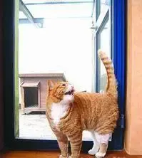 小猫也有自己的房间 小猫也有自己的房间