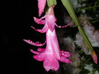 八种鲜花不宜放置居室里,资讯网址:www.028f.com/nei/news8_6073.html 八种鲜花不宜放置居室里