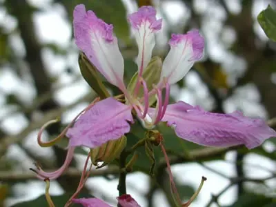 八种鲜花不宜放置居室里,资讯网址:www.028f.com/nei/news8_6073.html 八种鲜花不宜放置居室里