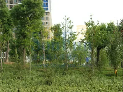 郦岛别墅 树林里的水景城 郦岛别墅 树林里的水景城