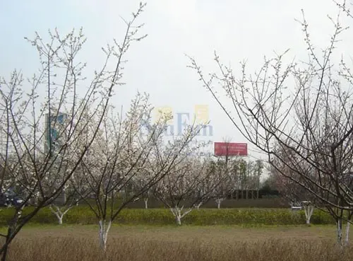 招商·依云水岸主主题梅园绽放苏州 招商·依云水岸主主题梅园绽放苏州